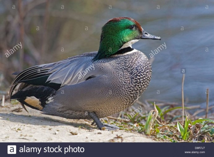 Европейская Озерная утка