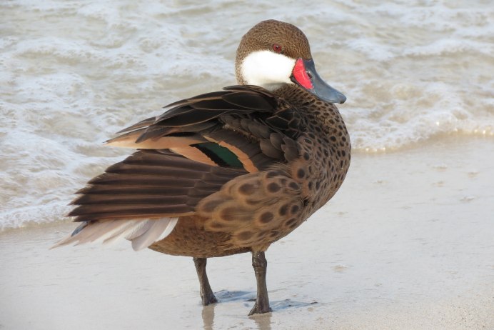 Утка кряква (Anas platyrhynchos)