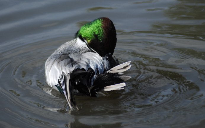 Золотые утки порода