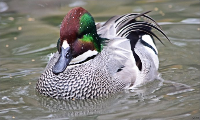 Касатка птица утка