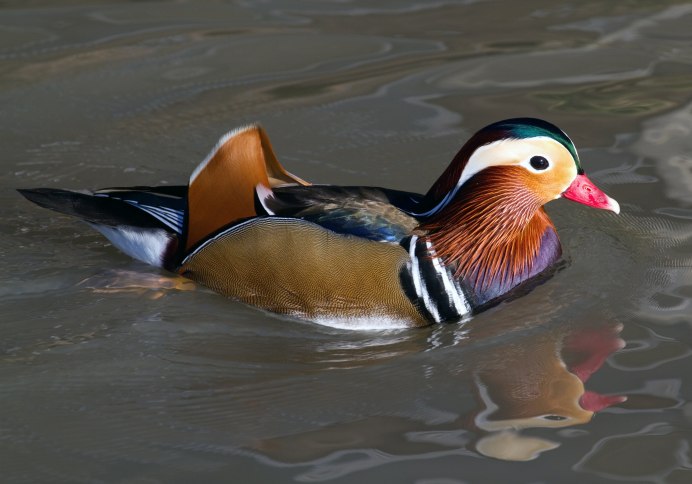 Птичка Касатка фото и описание