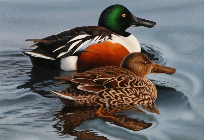 Американская свиязь утка