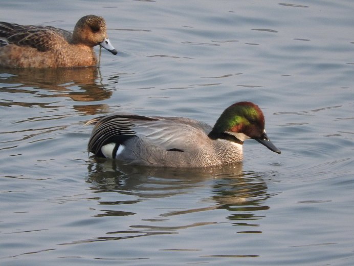 Касатка Anas falcata