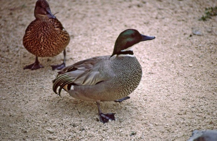 Касатка кряква селезень