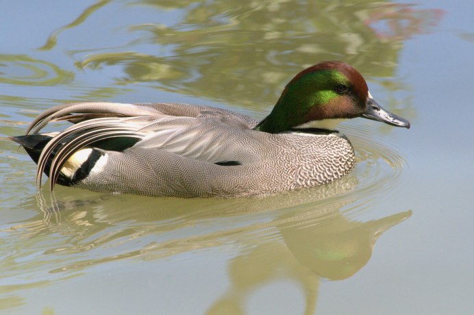 Мускусная утка фото