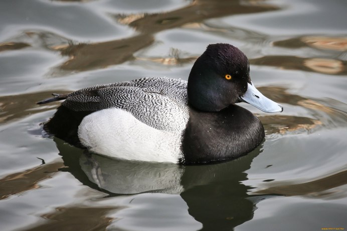 Молодая кряква