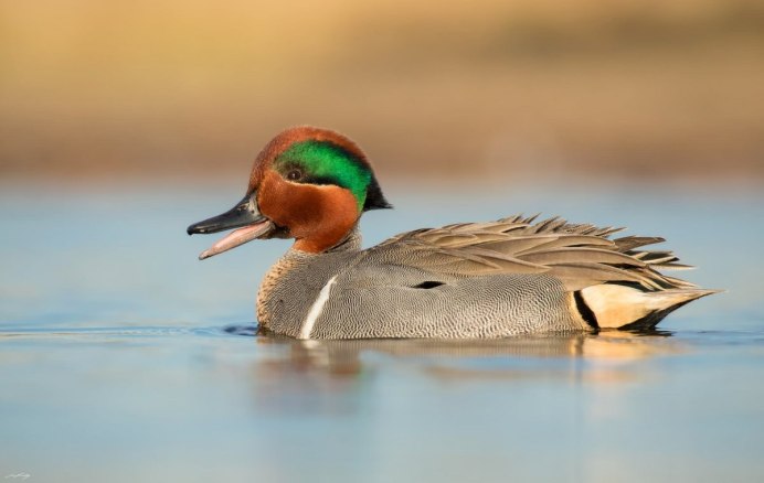 Каролинские утки