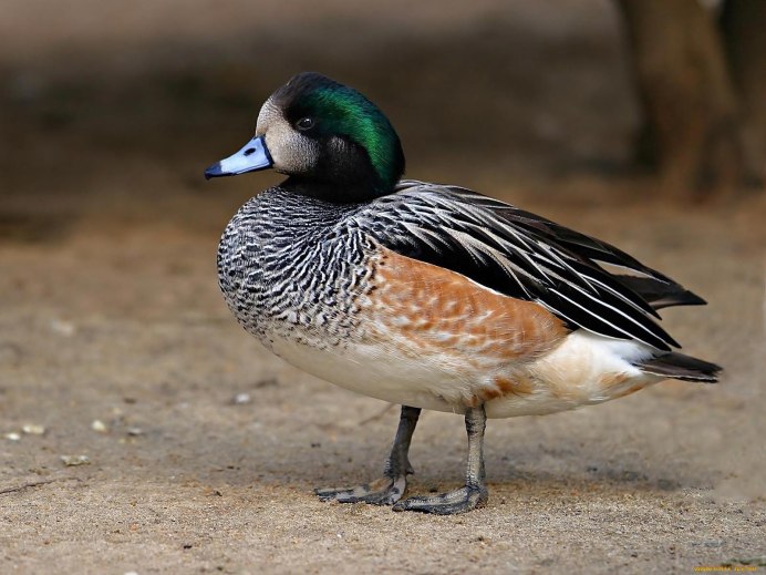 Косатка птица