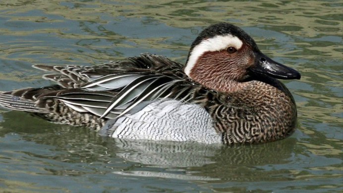 Синьга Melanitta nigra