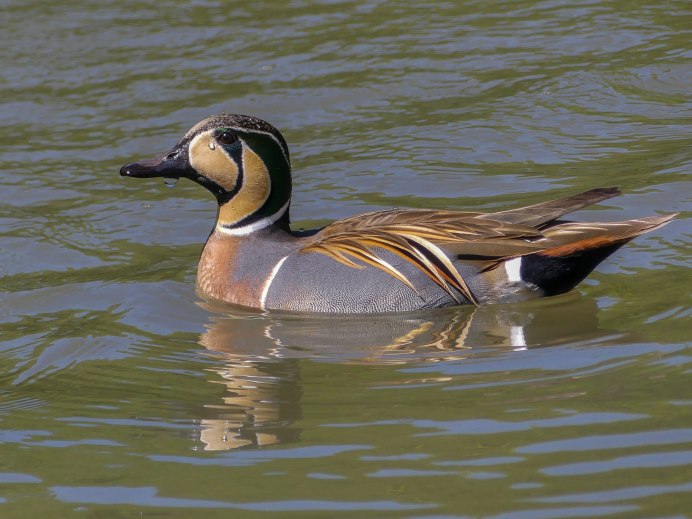 Косатая кряква