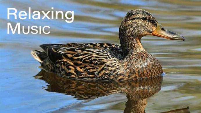 Очковая Гага