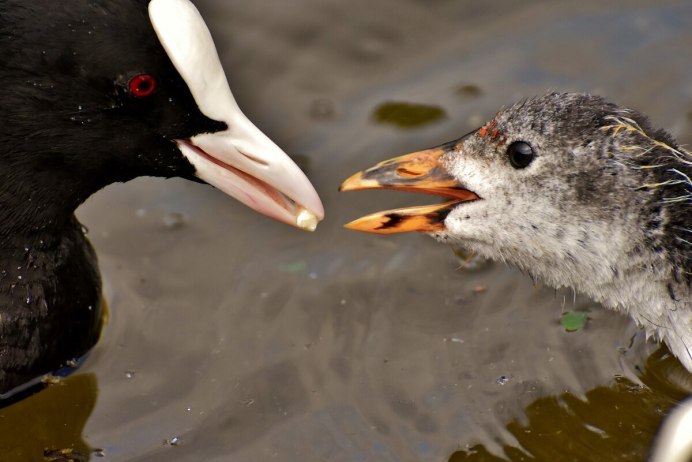 Селезень фиолетовый