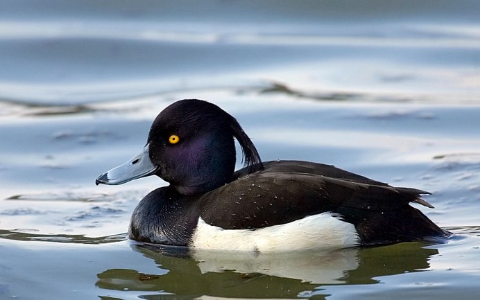 Природ утки Новосибирск