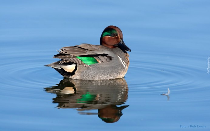 Зеркальце на крыльях утки
