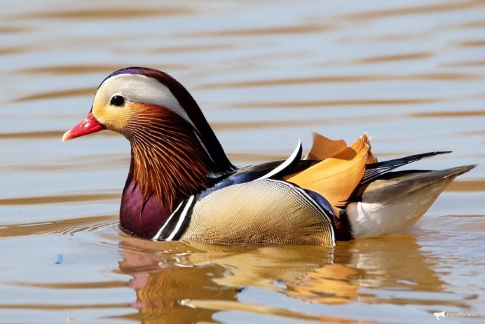 Самые крупные утки