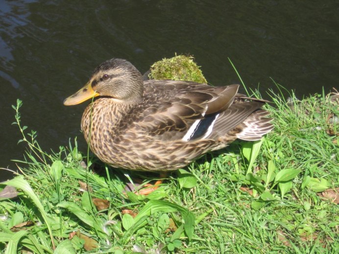 Утка Касатка самка