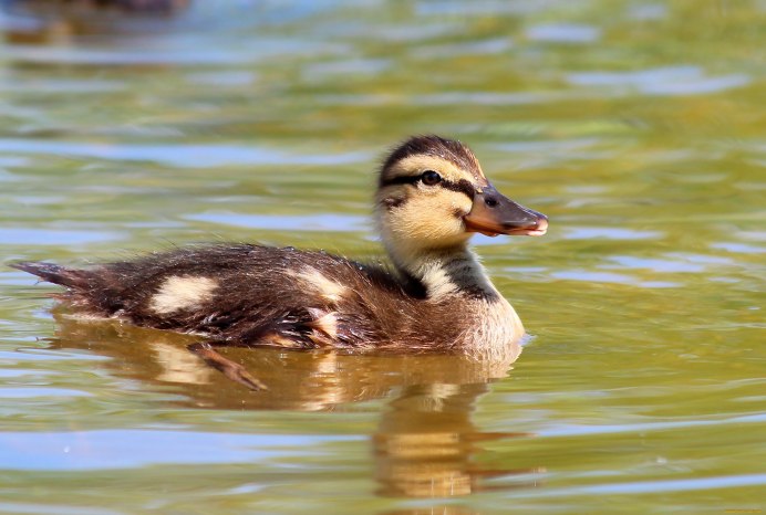 Утка кряква черная