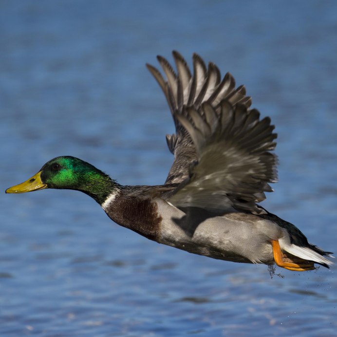 Хохлатая чернеть самка