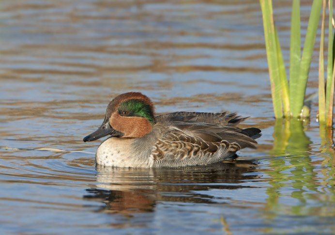 Косатая утка