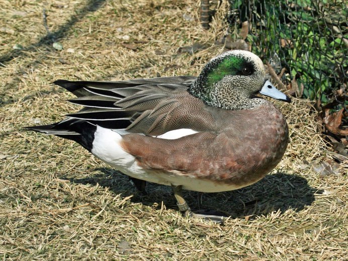 Нырок чернеть Бэра