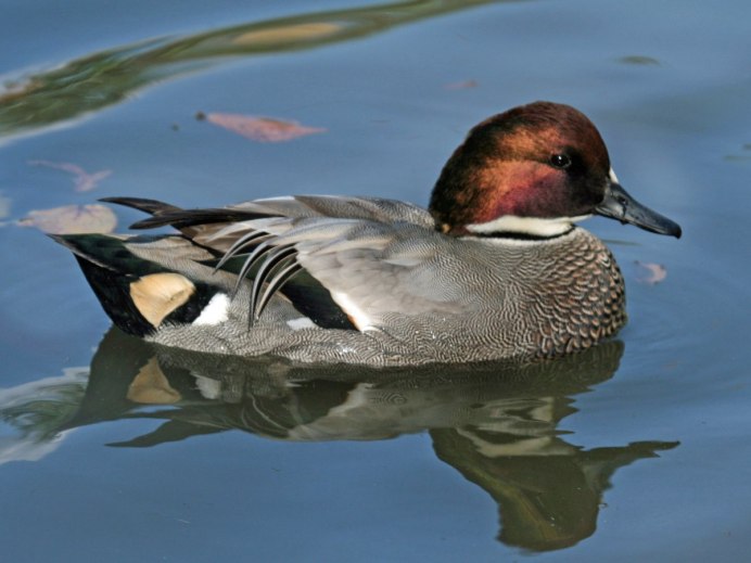 Касатка Anas falcata