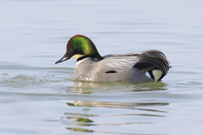 Касатка кряква селезень