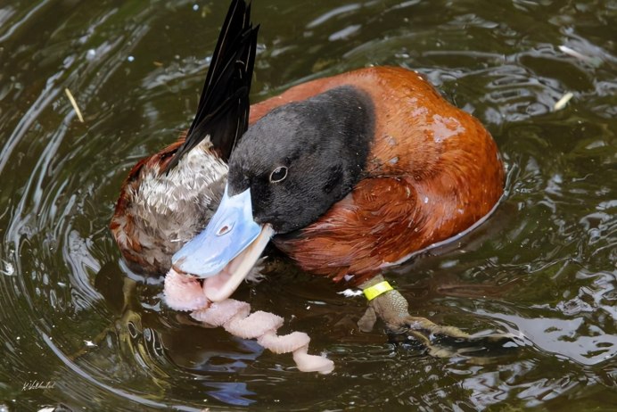 Утки чирок свистунок