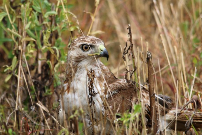 Камчатский тетеревятник Accipiter gentilis albidus