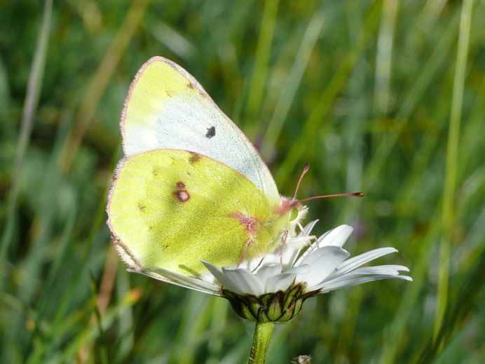 Желтая камышевка