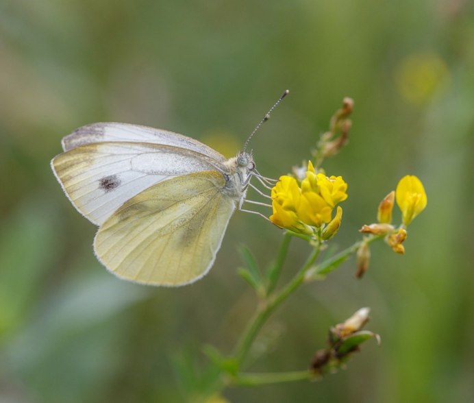 Лимонница крушинница