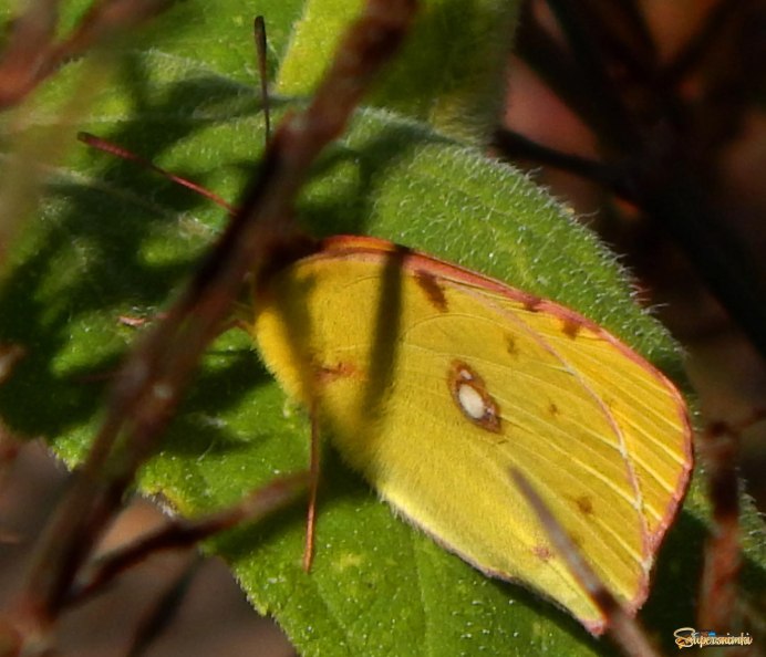 Куколка бабочки лимонницы
