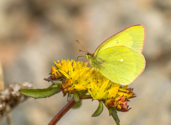 Желтая древесница птица