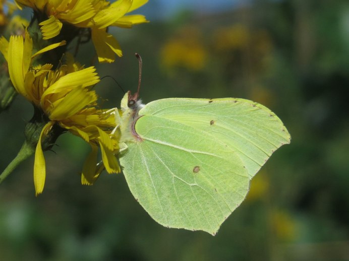 Лимонница желтая бабочка