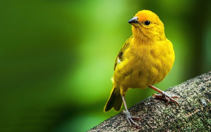 Yellow Warbler птица