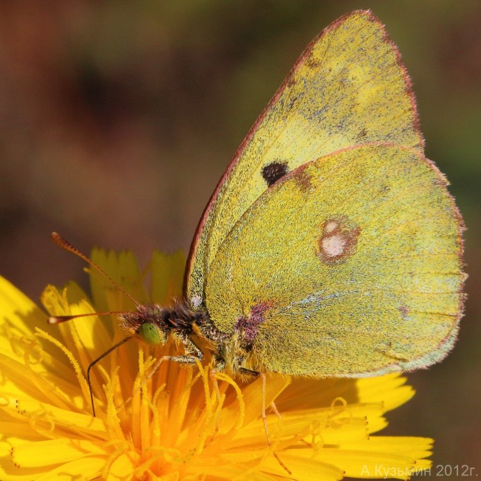 Желтушка фебис