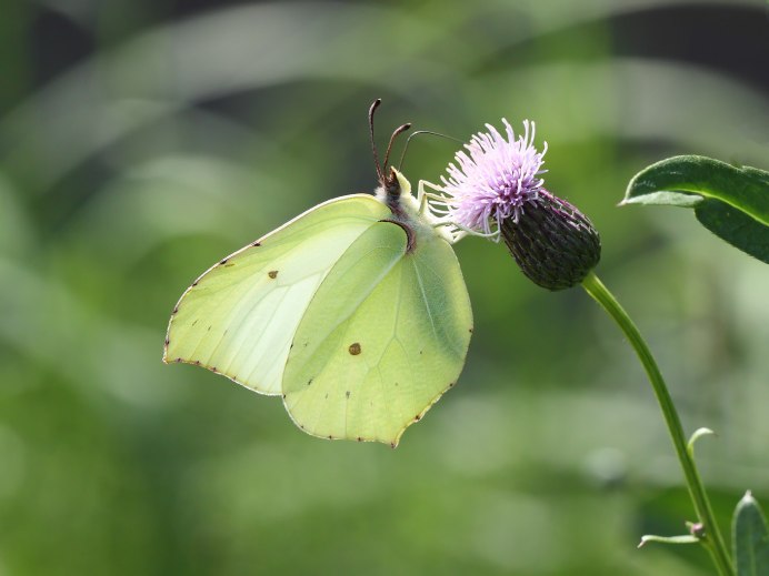 Бабочка желтушка и лимонница
