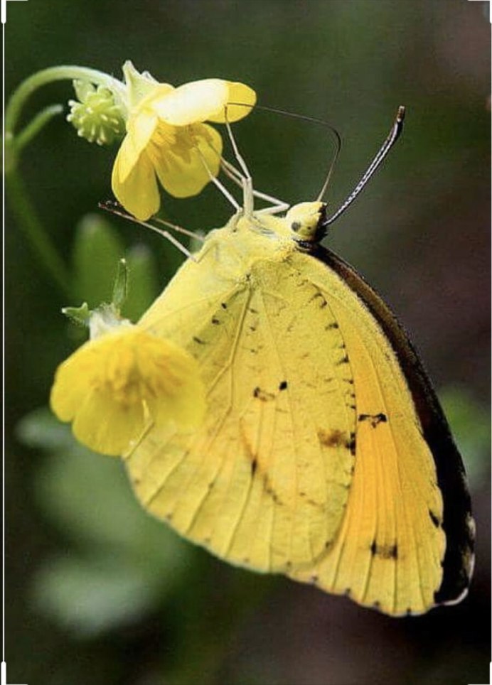 Бабочки капустница и лимонница