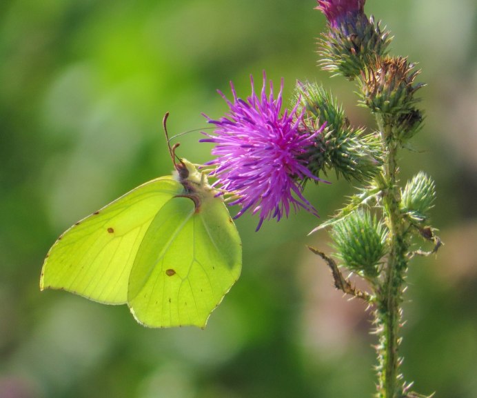 Ярко желтая бабочка