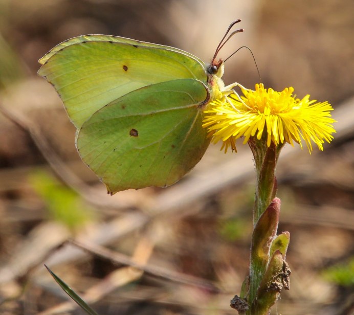 Бабочка лимонница