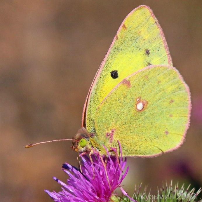 Систематика бабочки лимонницы