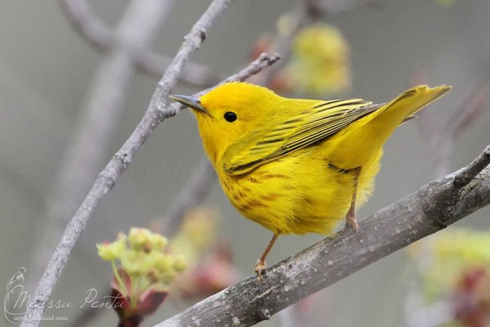 Yellow Warbler
