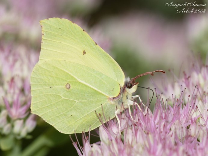 Фиалка бабочка лимонница