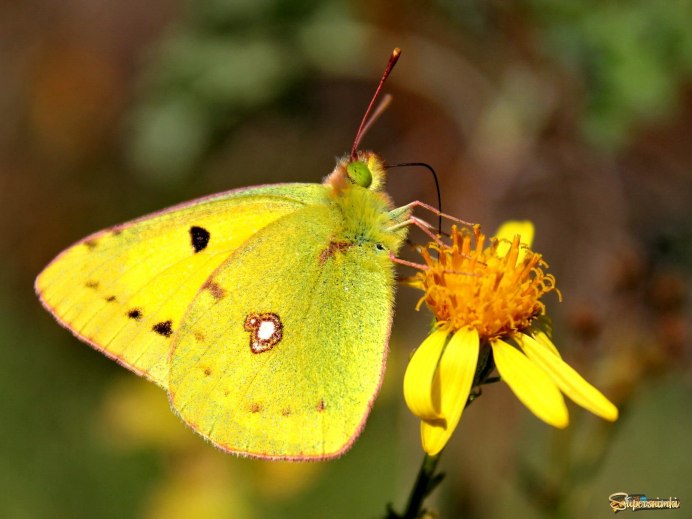 Лимонница крушинница