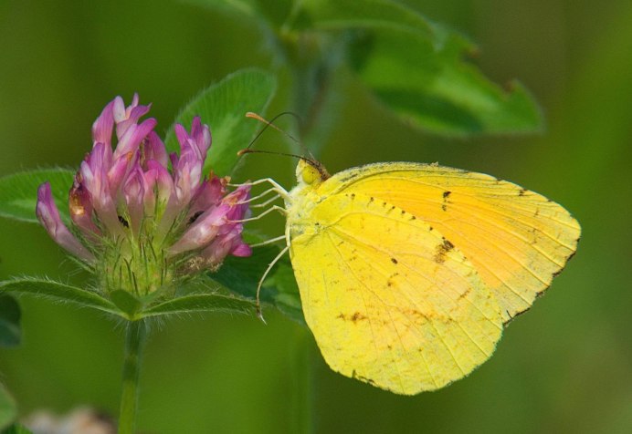 Лимонница растение