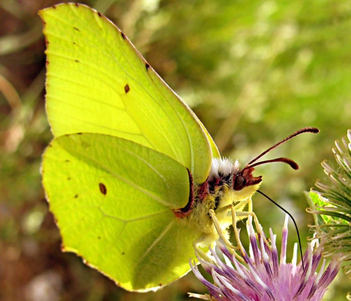 Отряд воробьиных желтогрудка