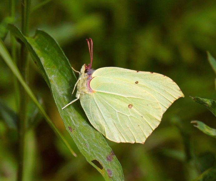 Среда обитания бабочки лимонницы