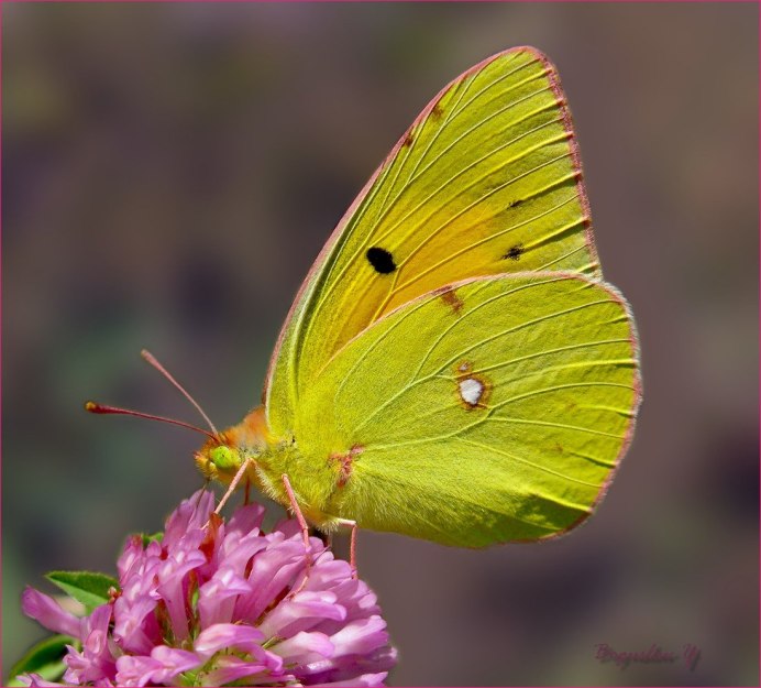 Лимонница Луговая бабочка