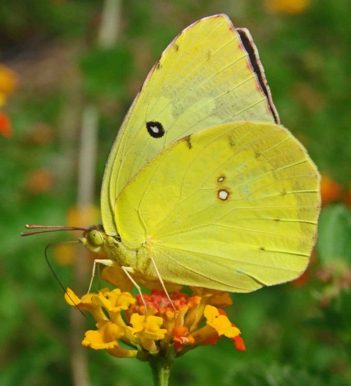Бабочка лимонница крушинница