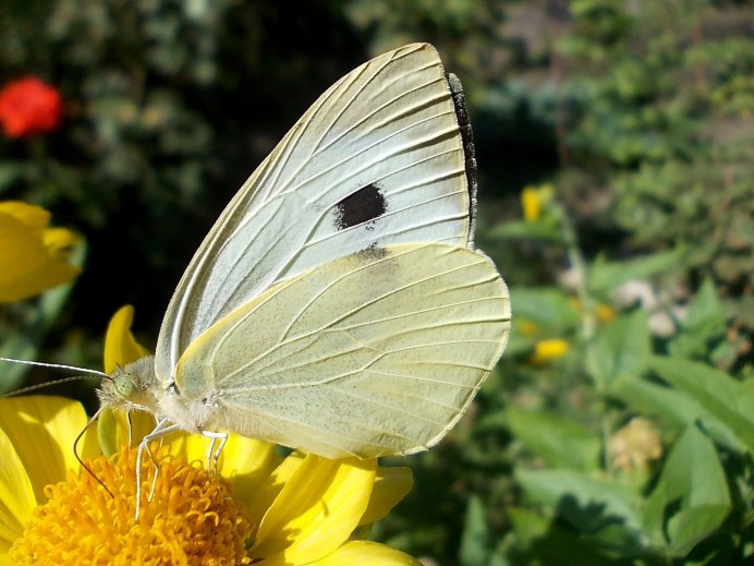 Бабочка капустница желтая