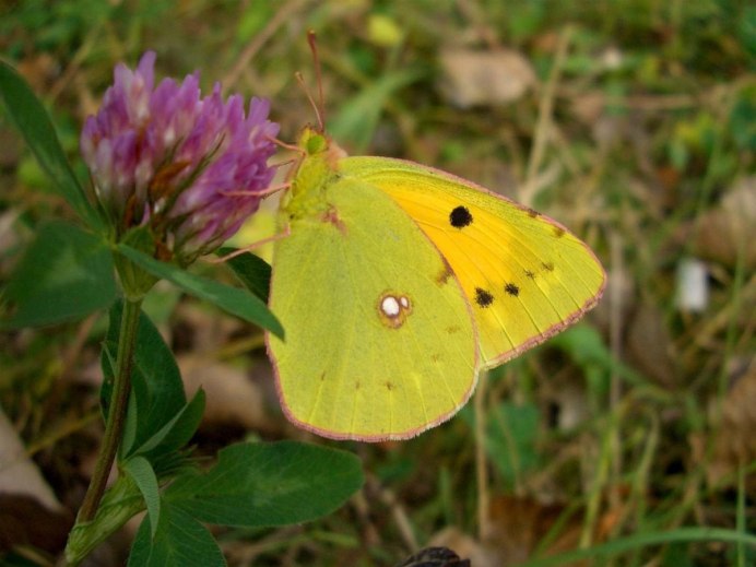 Бабочка лимонница и бабочка желтушка